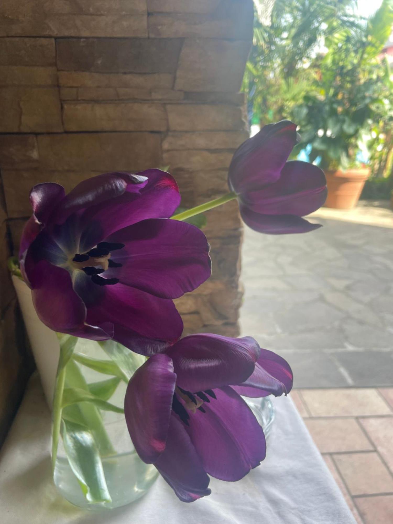 Il Giardino Di Emilia - Intero Appartamento In Villa Con Giardino Privato E Piscina Estiva Pontirolo Nuovo Экстерьер фото