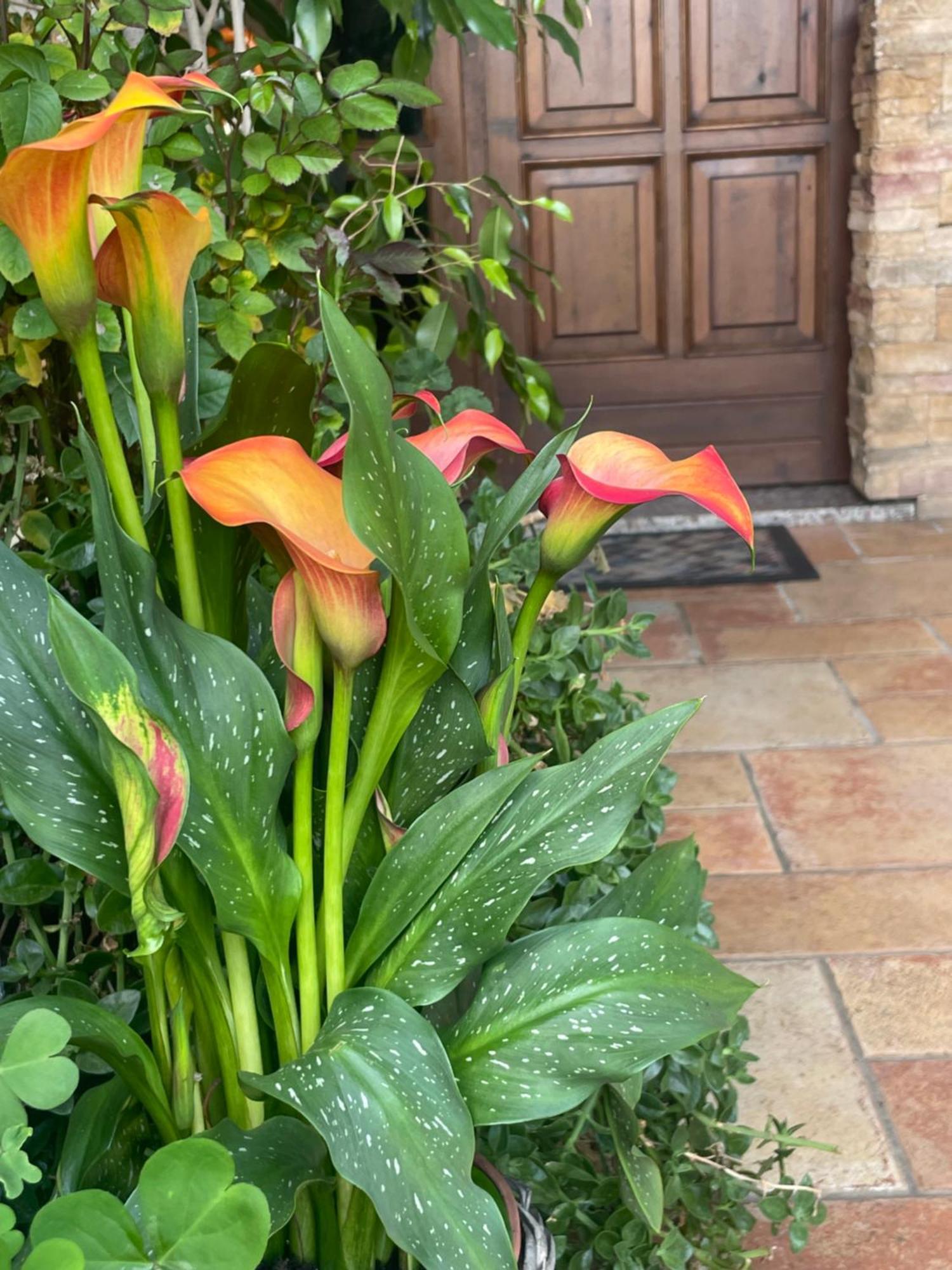 Il Giardino Di Emilia - Intero Appartamento In Villa Con Giardino Privato E Piscina Estiva Pontirolo Nuovo Экстерьер фото