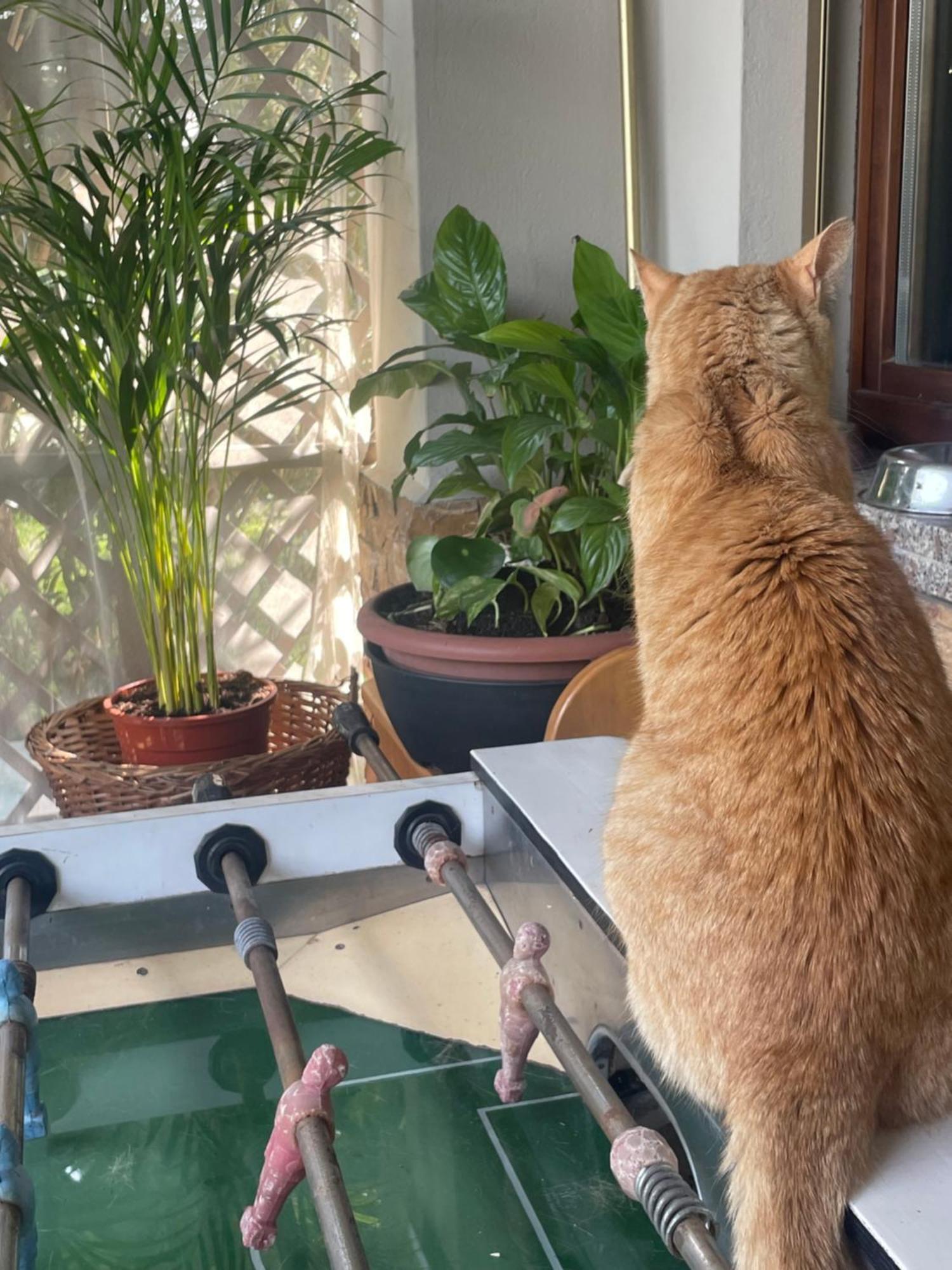Il Giardino Di Emilia - Intero Appartamento In Villa Con Giardino Privato E Piscina Estiva Pontirolo Nuovo Экстерьер фото